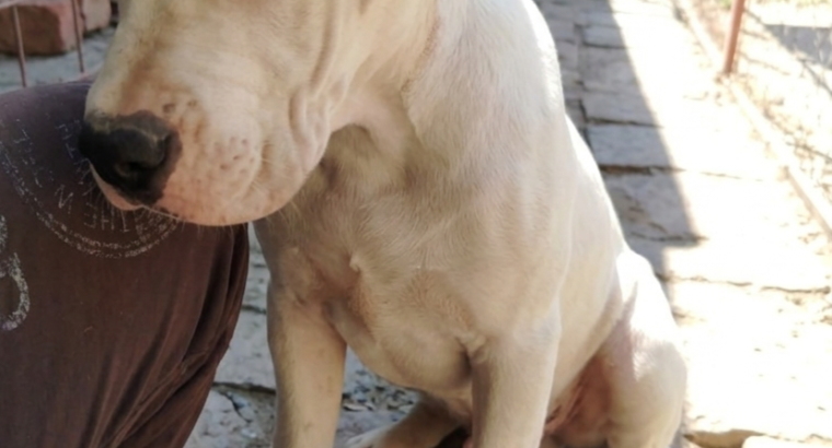 Dogo Argentino