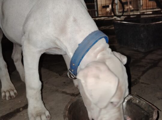 Dogo Argentino
