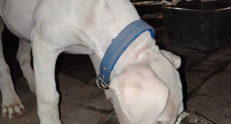 Dogo Argentino