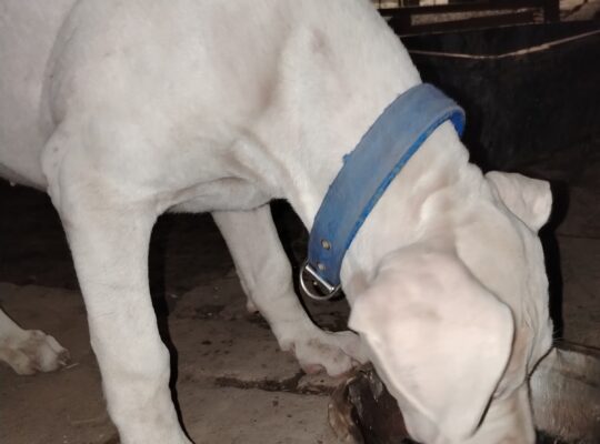 Dogo Argentino