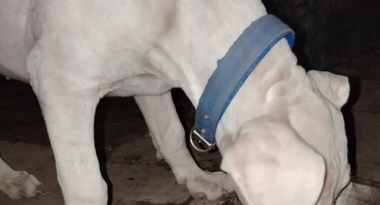 Dogo Argentino