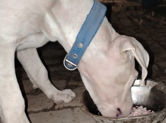 Dogo Argentino