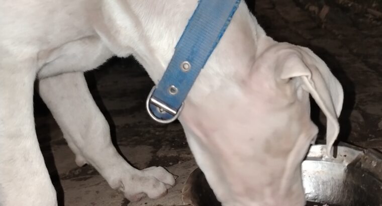 Dogo Argentino