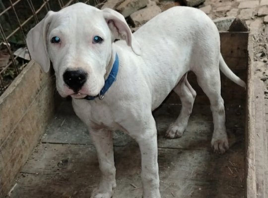 Dogo Argentino