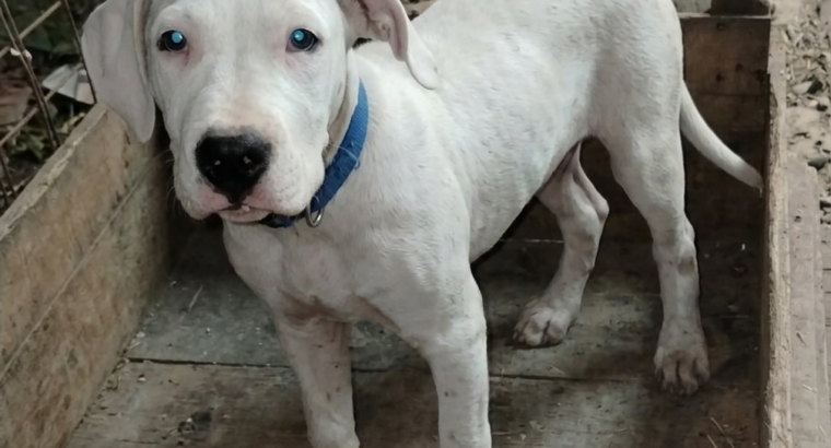 Dogo Argentino