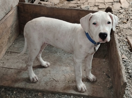 Dogo Argentino