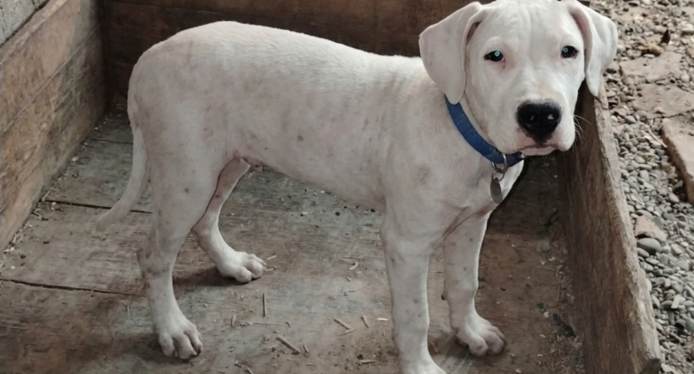 Dogo Argentino