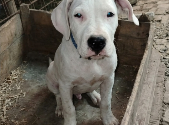 Dogo Argentino