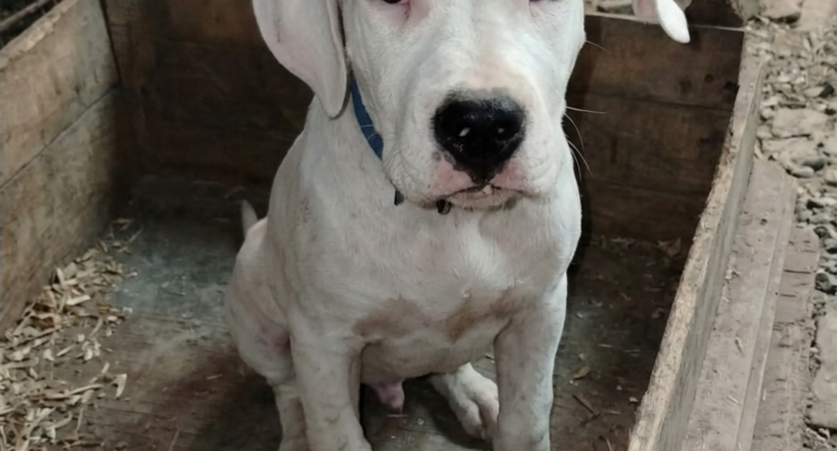 Dogo Argentino