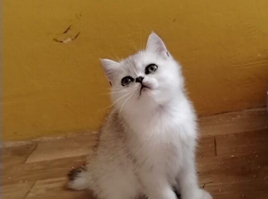 Škotski mačići