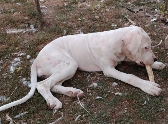 Dogo Argentino