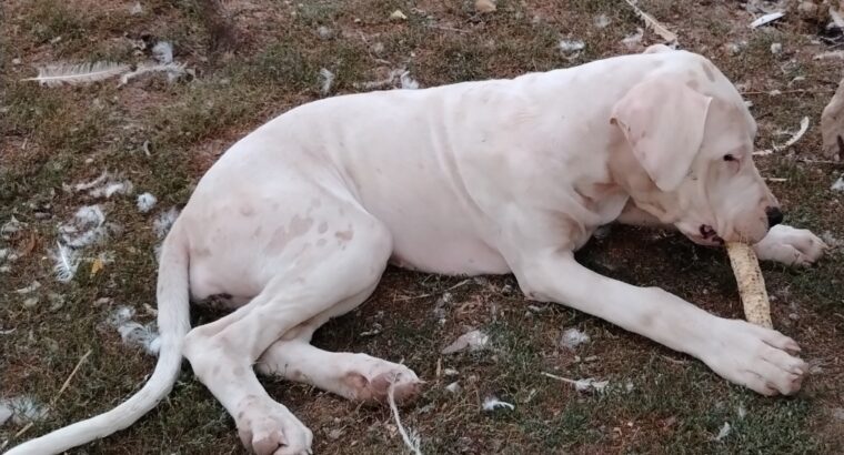 Dogo Argentino