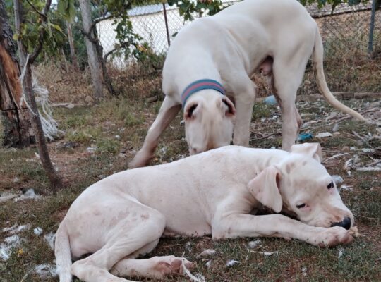 Dogo Argentino