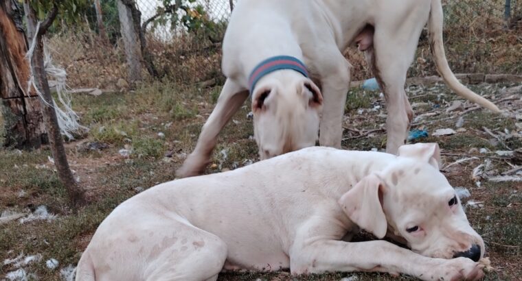 Dogo Argentino