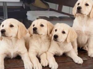 Cistokrvne Zenke labrador retriver na prodaju od izuzetnih roditelja