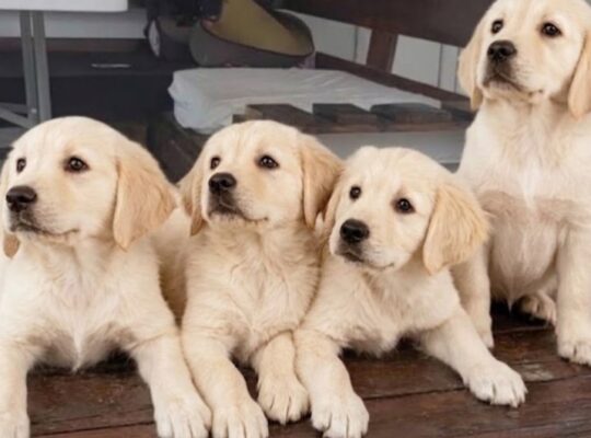 Cistokrvne Zenke labrador retriver na prodaju od izuzetnih roditelja