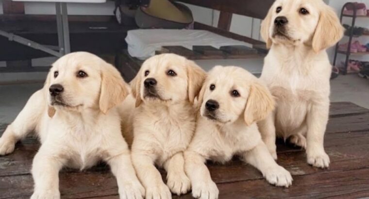 Cistokrvne Zenke labrador retriver na pr...