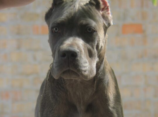 Cane Corso štenci