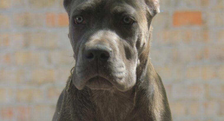Cane Corso štenci