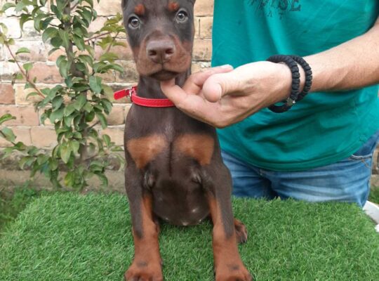 Doberman 