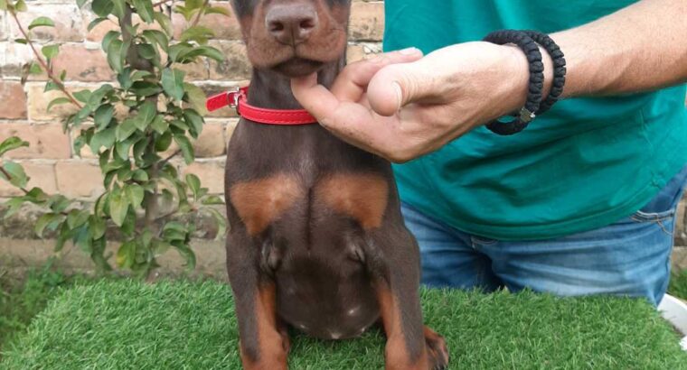 Doberman 