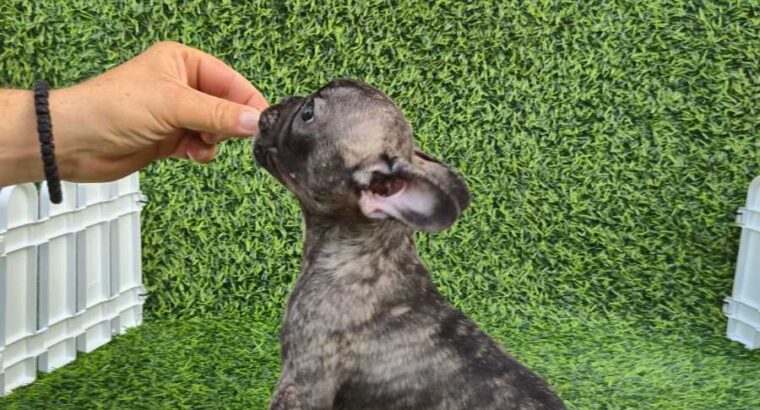 Francuski buldog 