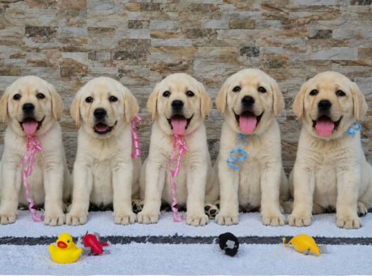 Labrador retriver štenci, prelepi
