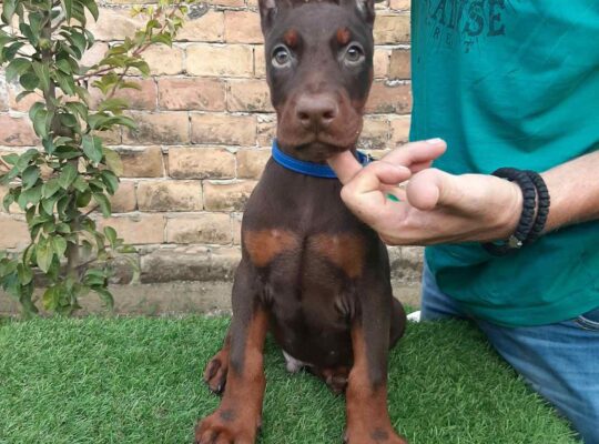 Doberman 