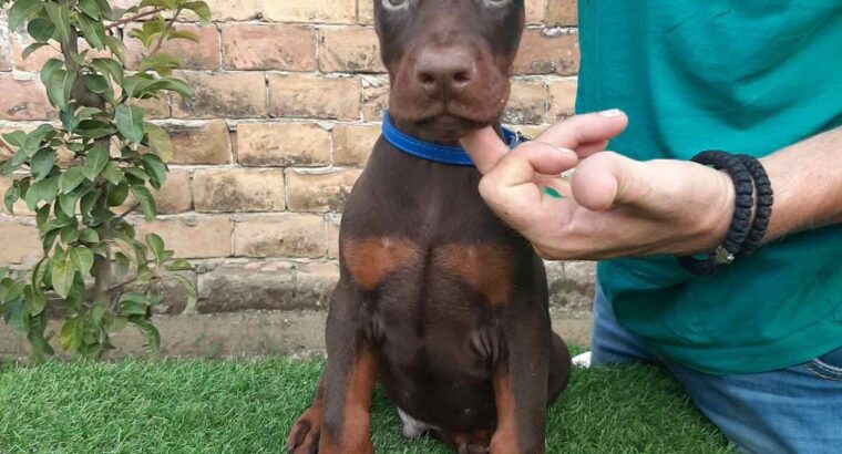 Doberman 