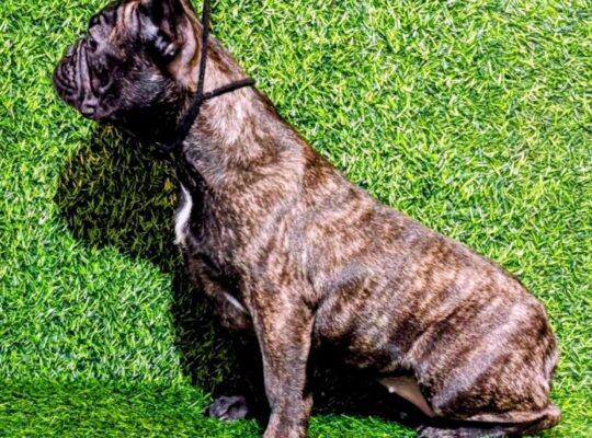 FRANCUSKI BULDOG – žensko štene