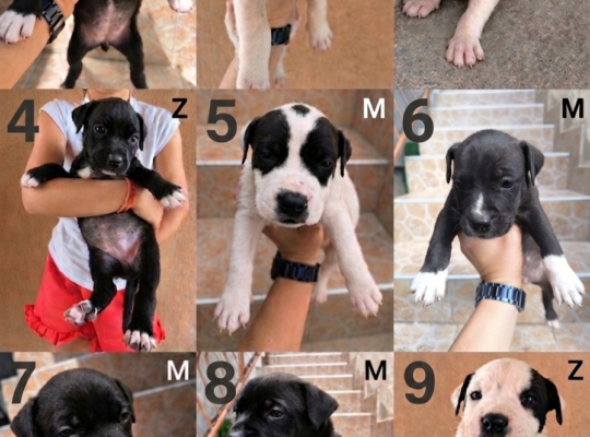 Pit bul stenad