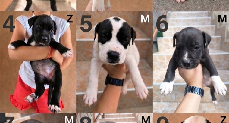 Pit bul stenad