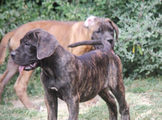 Cane Corso štenci