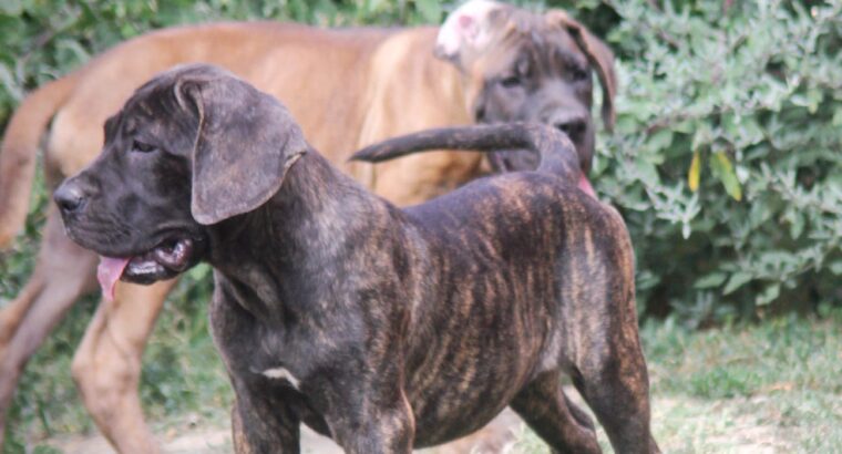 Cane Corso štenci