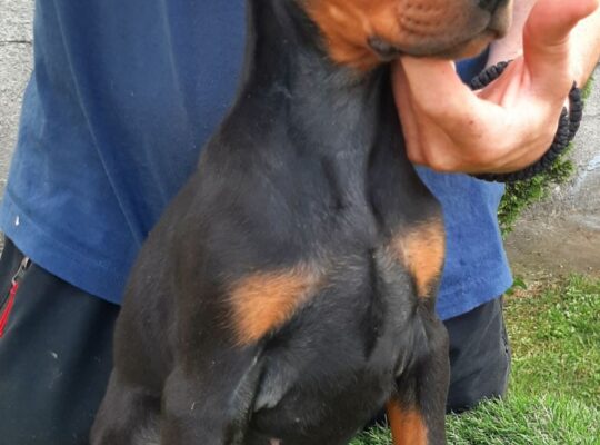 Doberman 