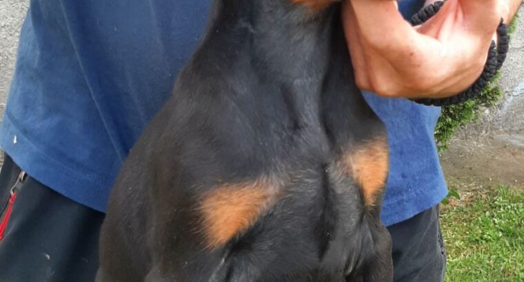Doberman 