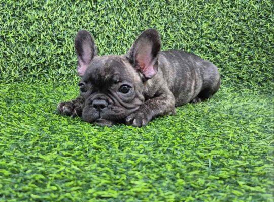 Francuski buldog 