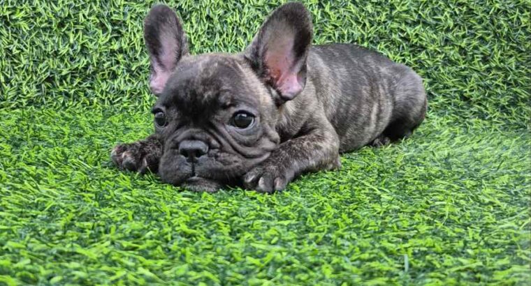 Francuski buldog 