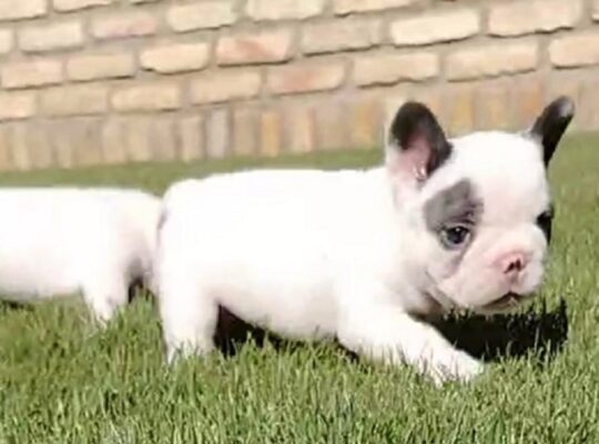 Francuski buldog 