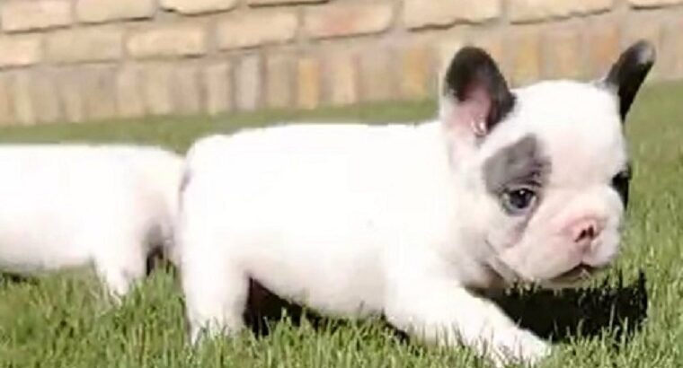 Francuski buldog 