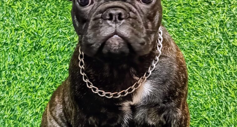 FRANCUSKI BULDOG – žensko štene