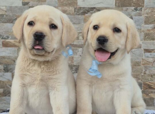 Labrador retriver štenci, prelepi