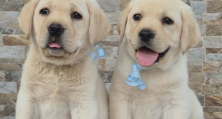 Labrador retriver štenci, prelepi