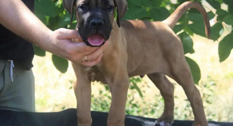 Cane Corso štenci