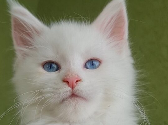 Maine Coon mačići
