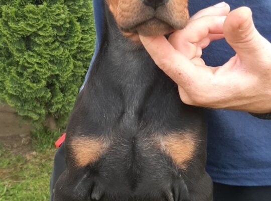Doberman 