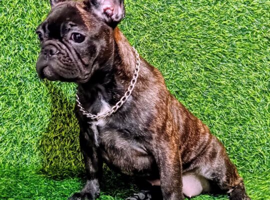 FRANCUSKI BULDOG – žensko štene