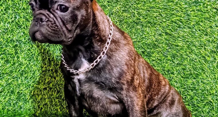 FRANCUSKI BULDOG – žensko štene