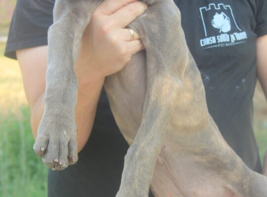 Cane Corso štenci