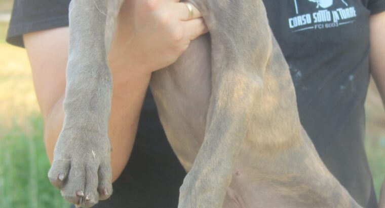 Cane Corso štenci